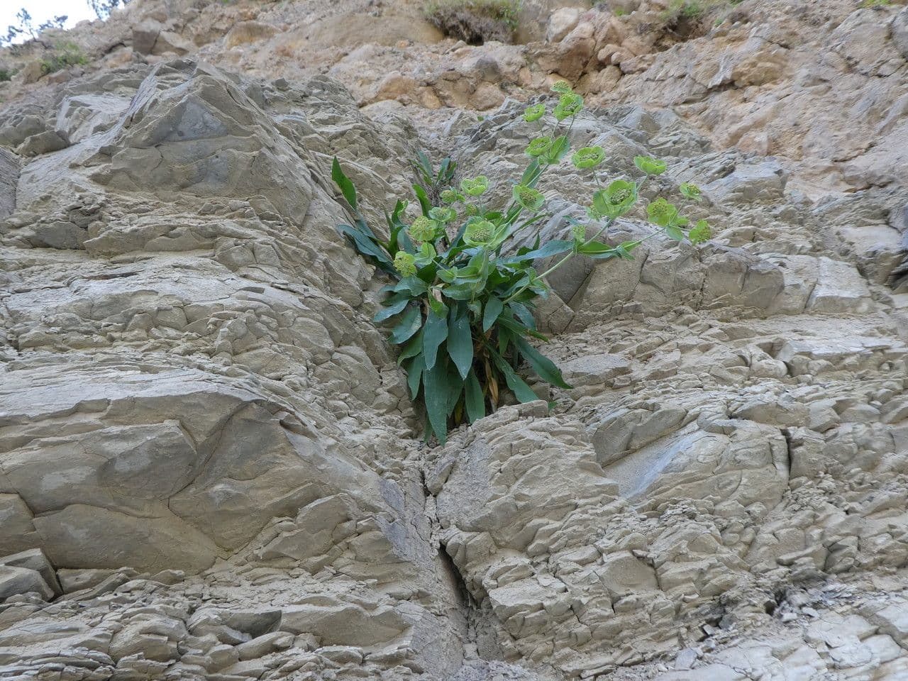 Bupleurum angulosum 11