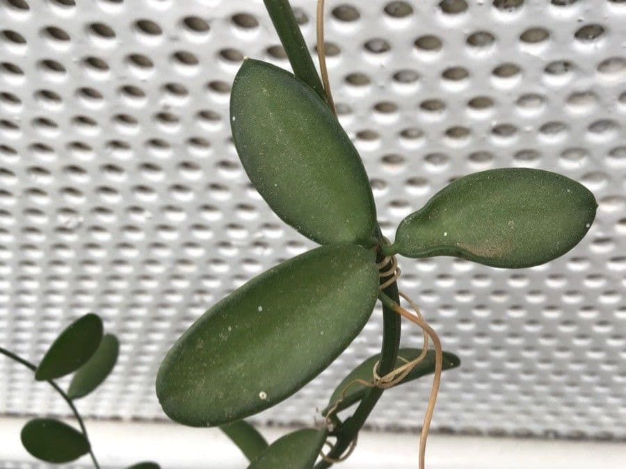 Xerosicyos