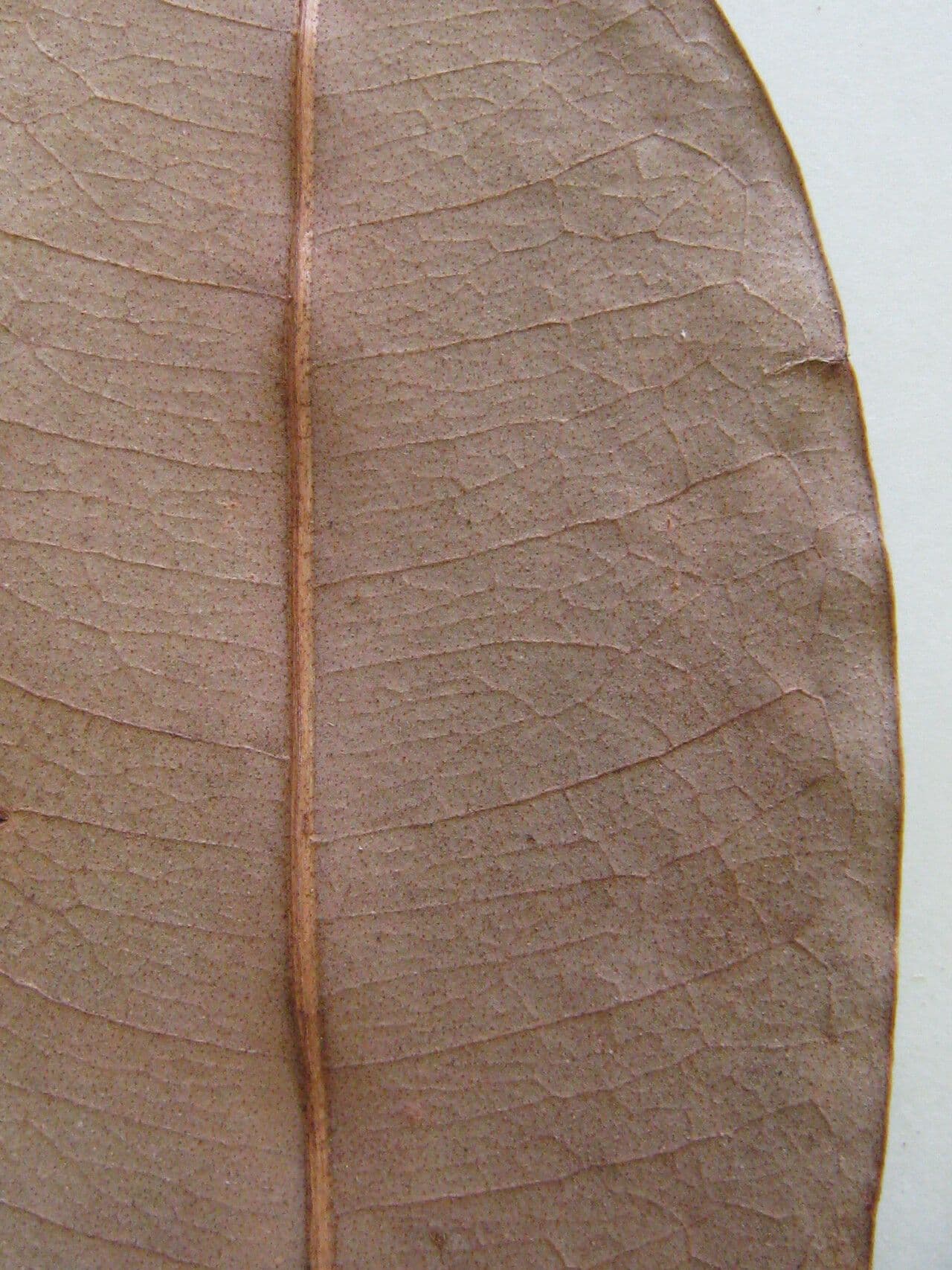 Pachira 6