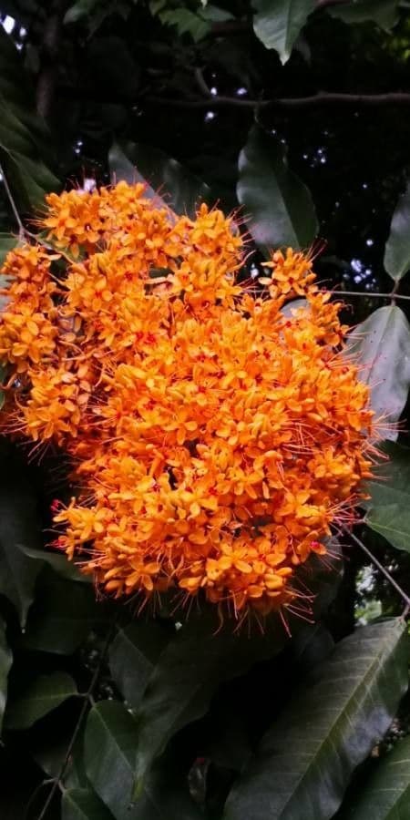 Saraca indica 4
