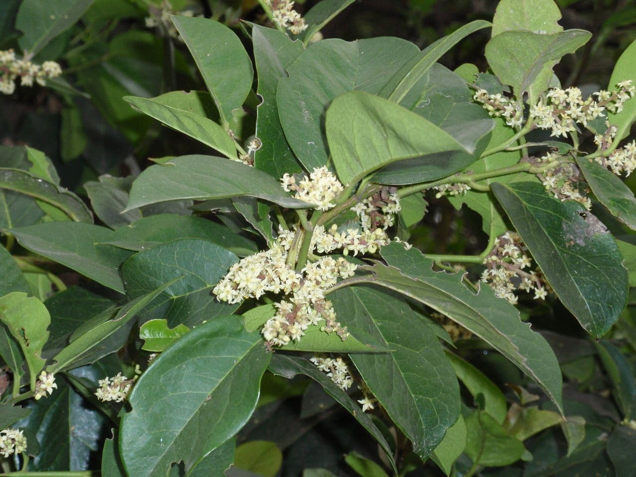 Citronela 15