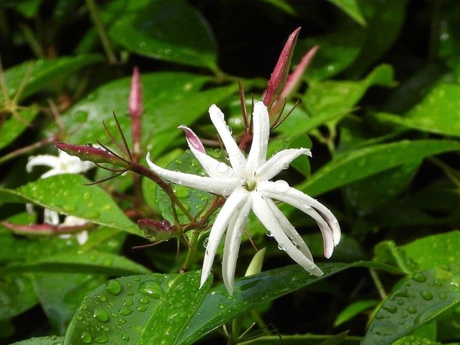 Thiollierea 4