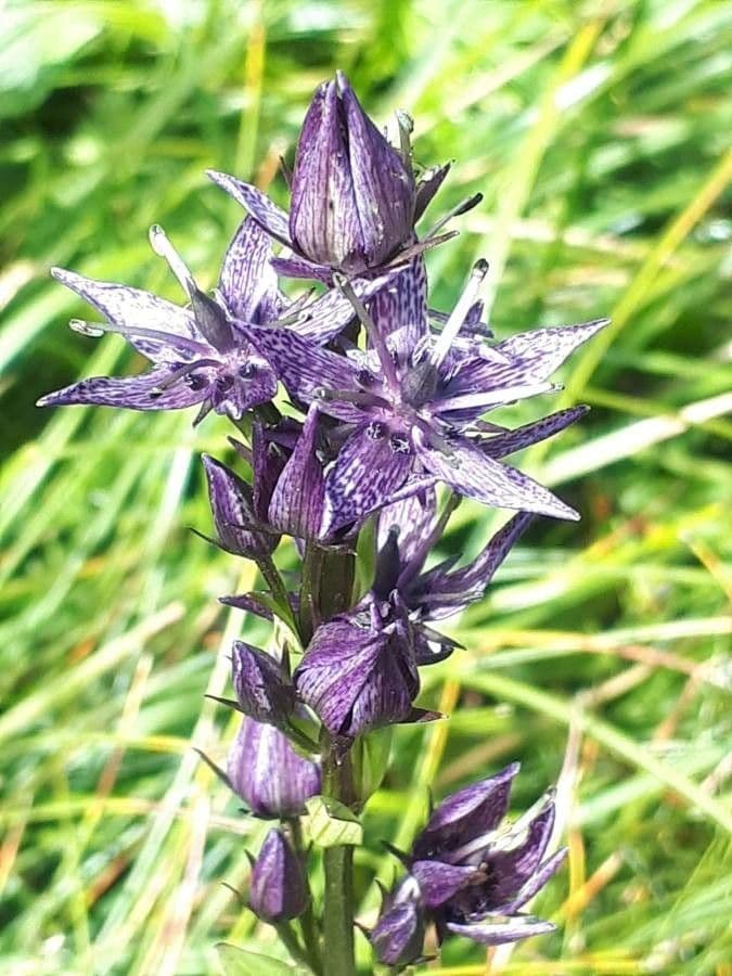 Suertia 8