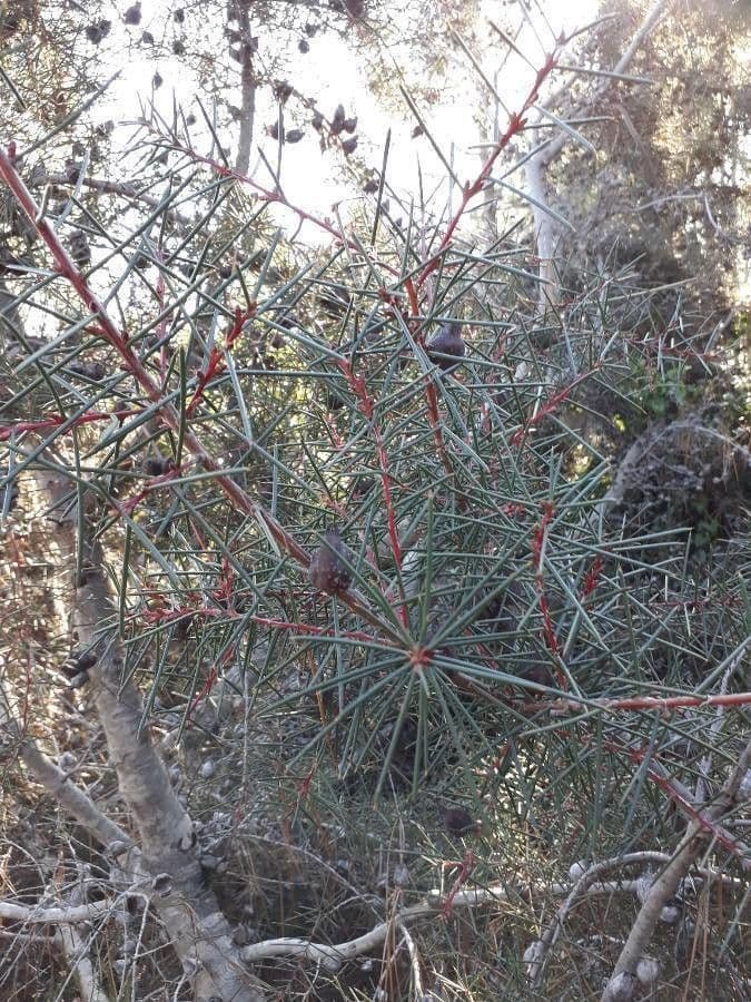 Hakea gibbosa 7