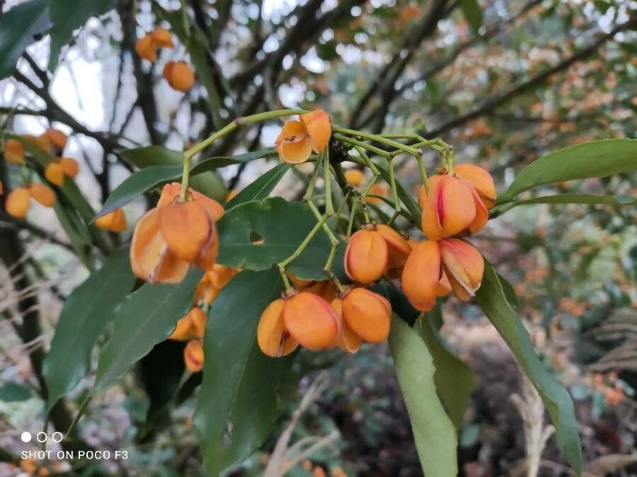 Euonymus myrianthus 9