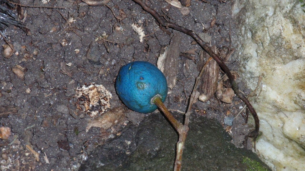 Elaeocarpus wąskolistny 4