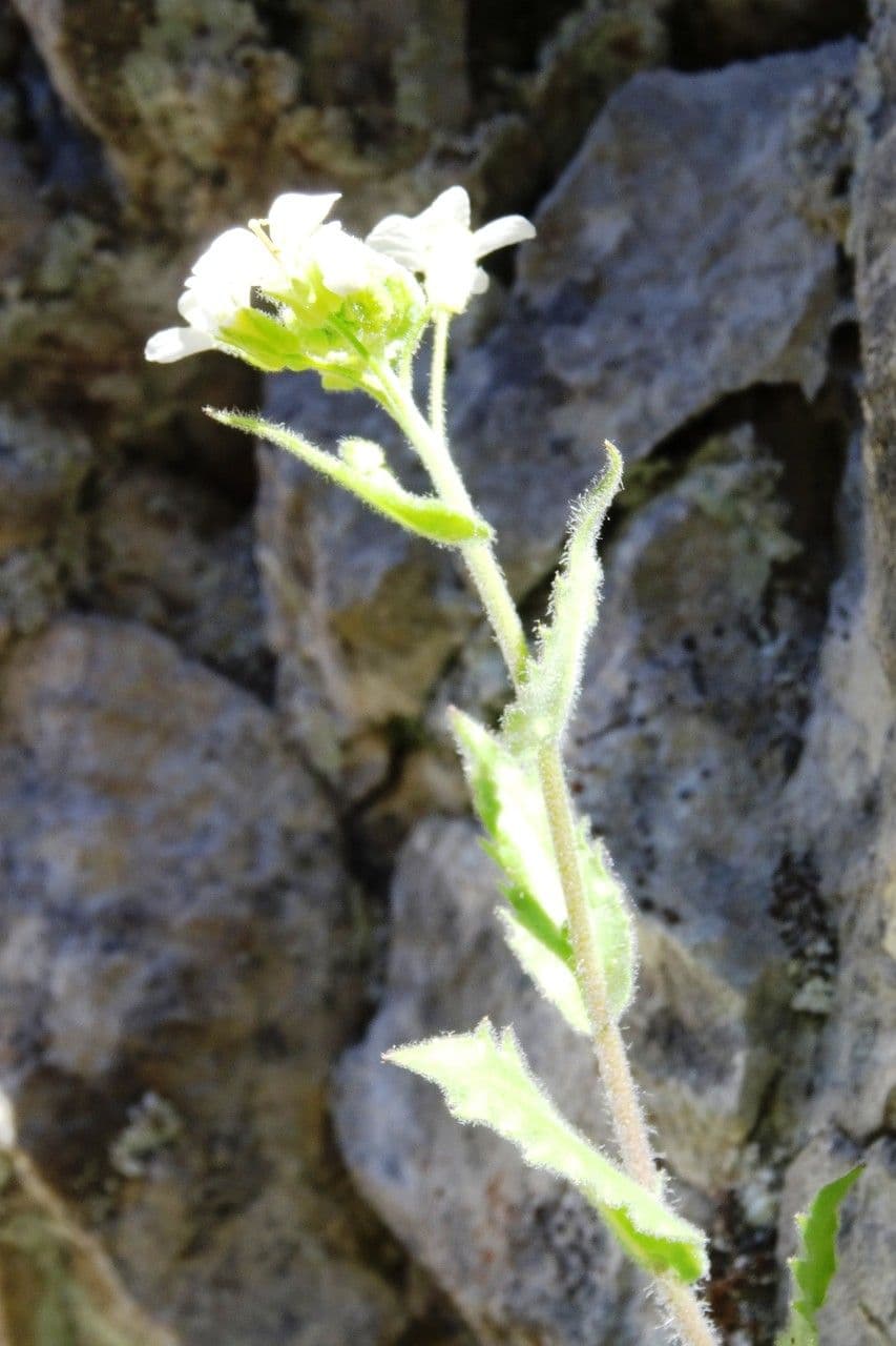 Arabis nova 9