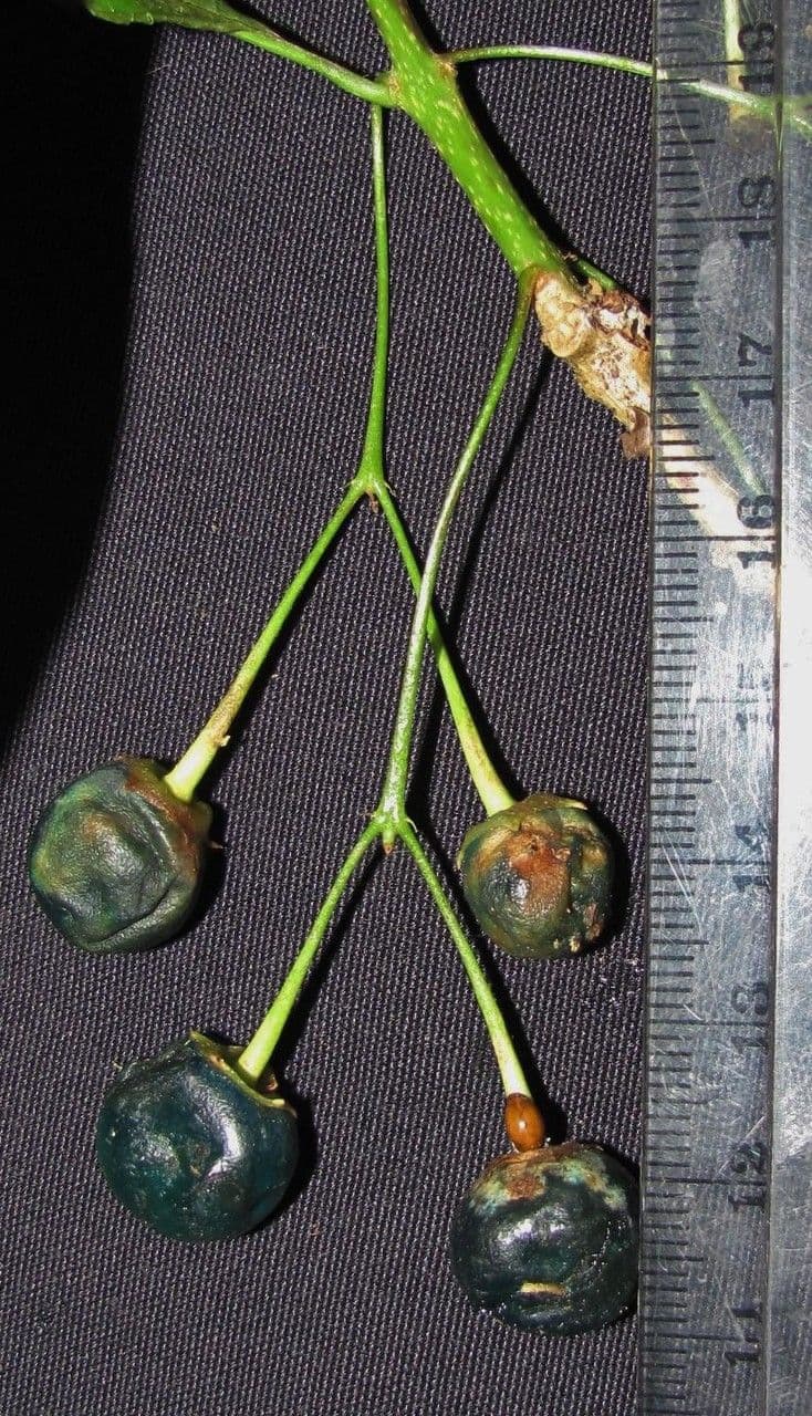 Aegiphila 18