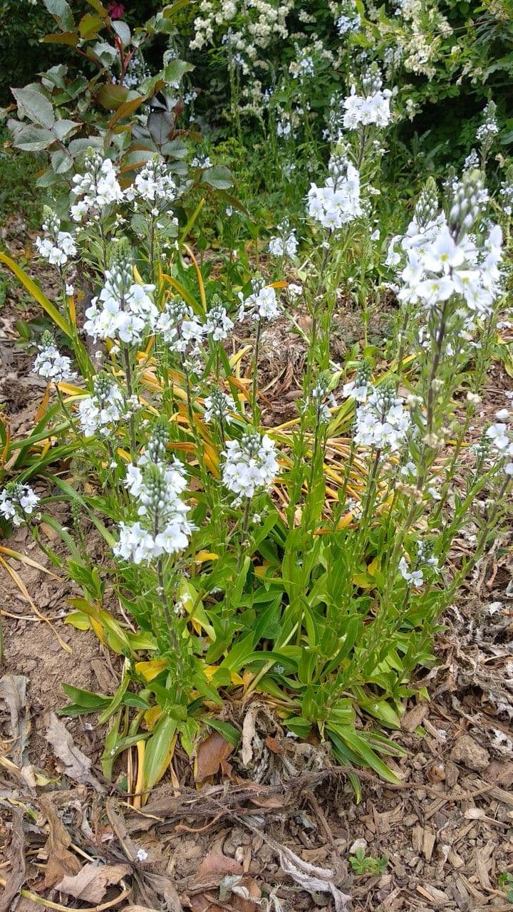 Veronica gentianella 8