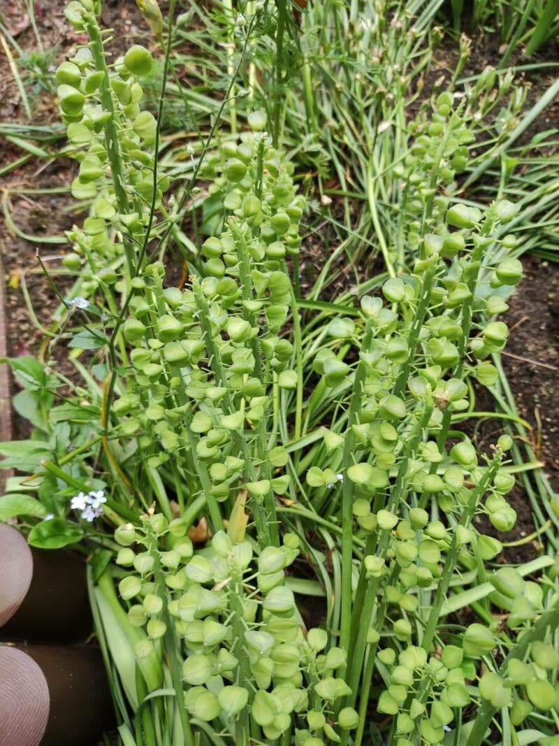 Muscari azzurro 3