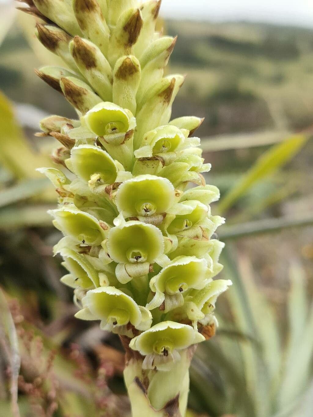 Altensteinia 2