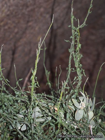 Matelea 9