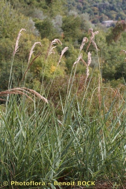 Arundo 5