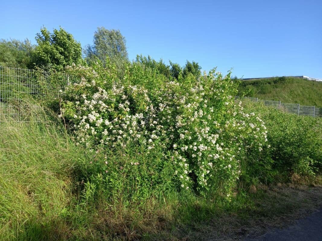 Rosa multiflora 11