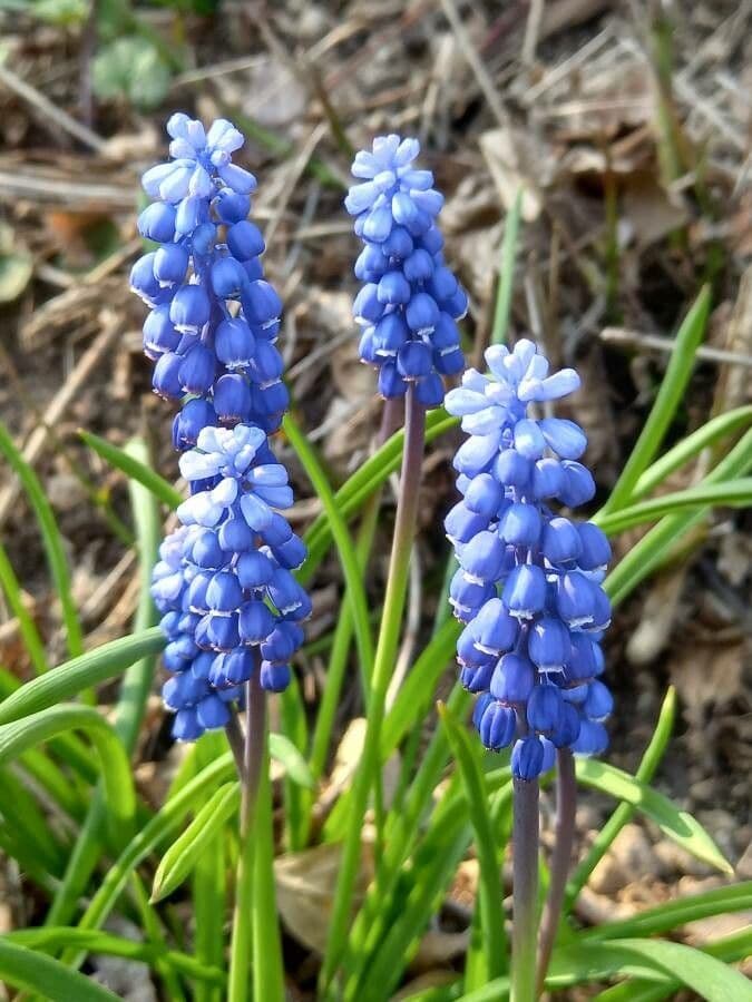 Muscari armeniaco 10