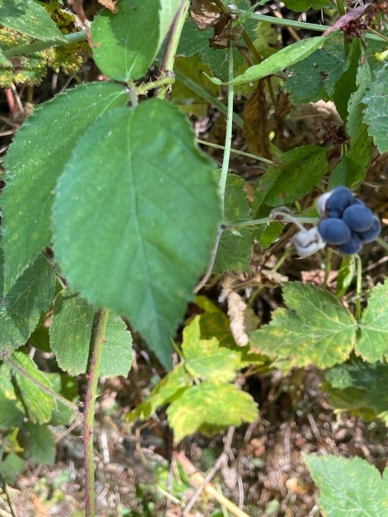 Ronce bleue 18