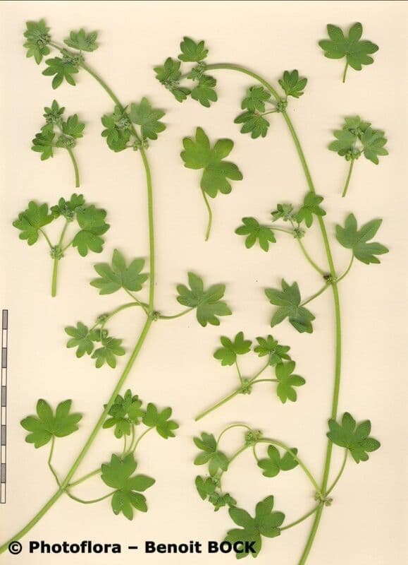 Graue Bowlesia 18
