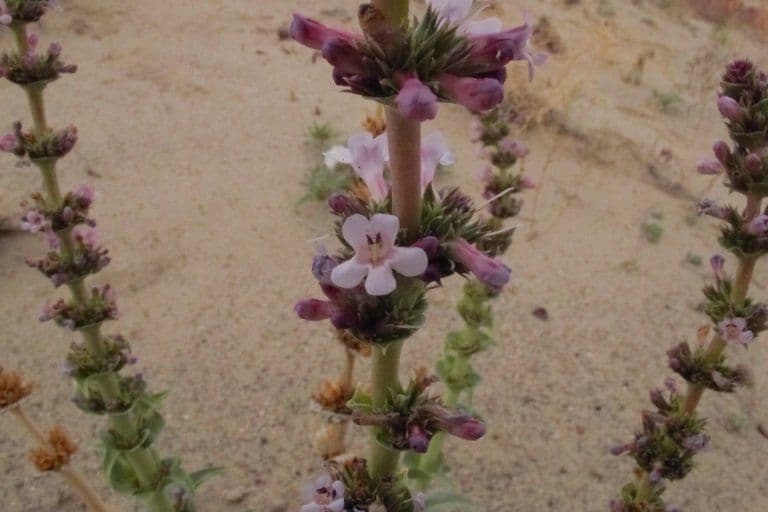 Penstemon 3