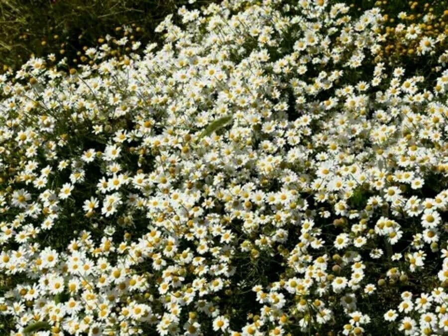 Anthemis