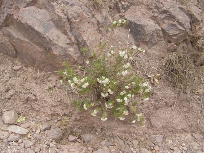 Asclepias linaria 13