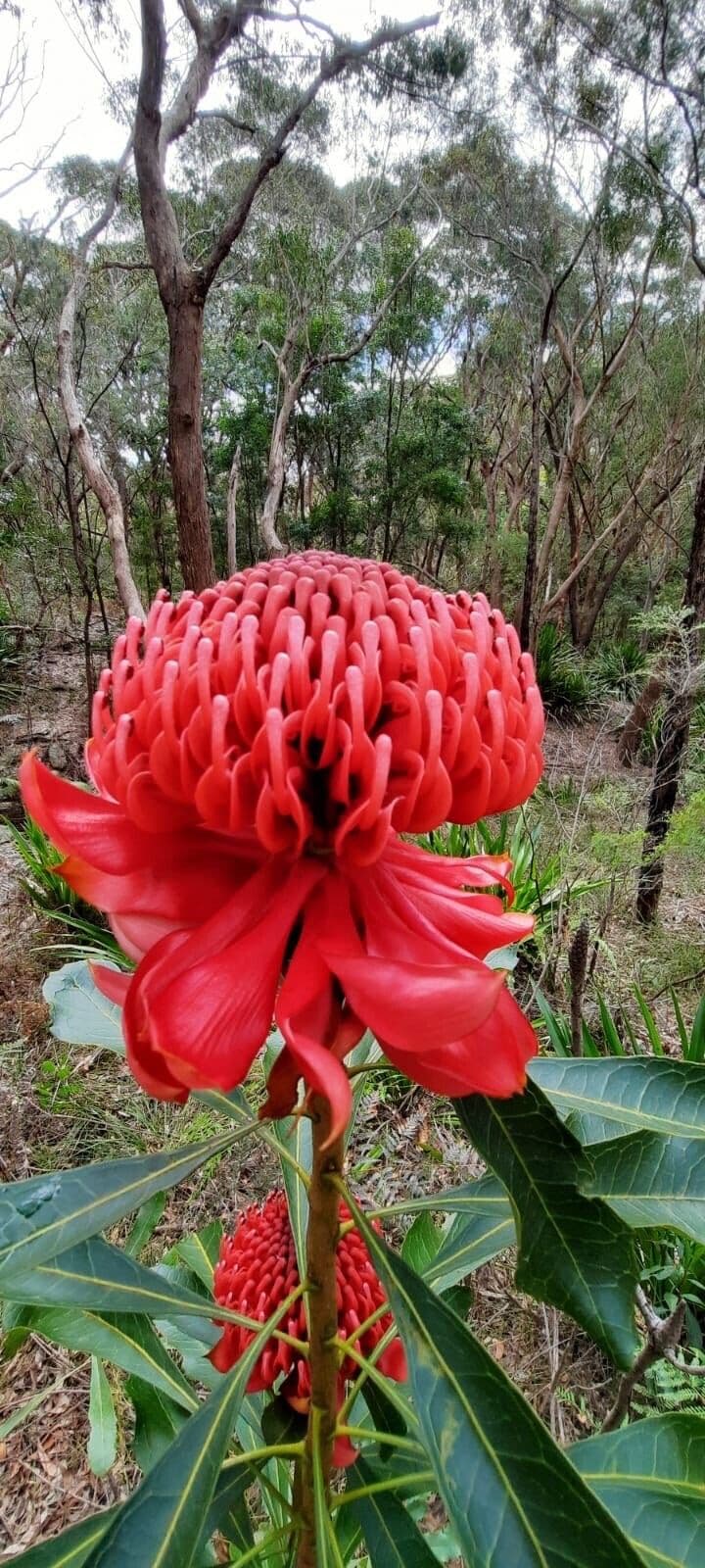 Telopea speciosissima 4