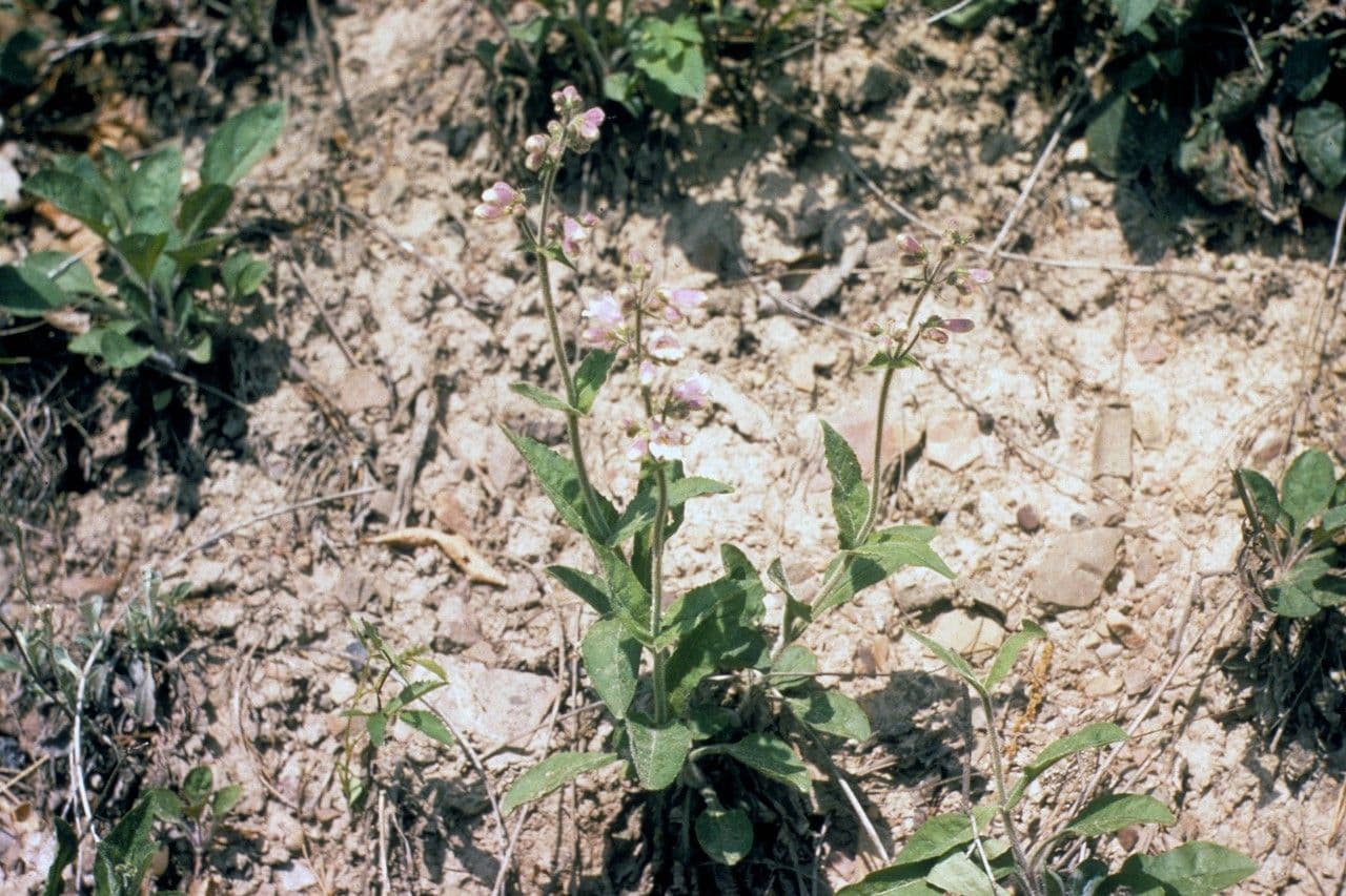 Penstemon šedý 10
