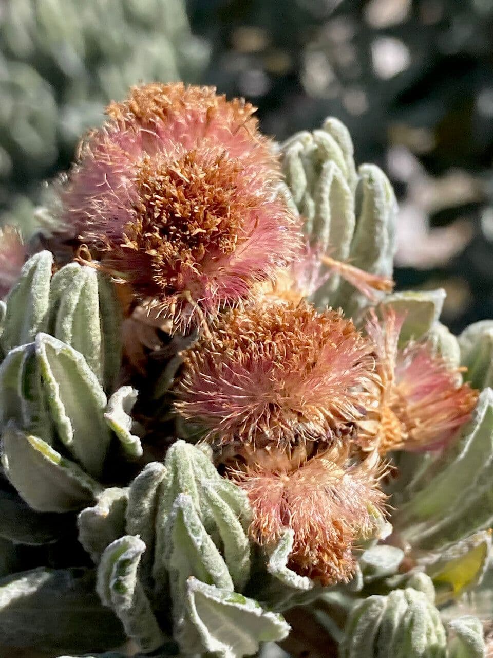 Linochilus