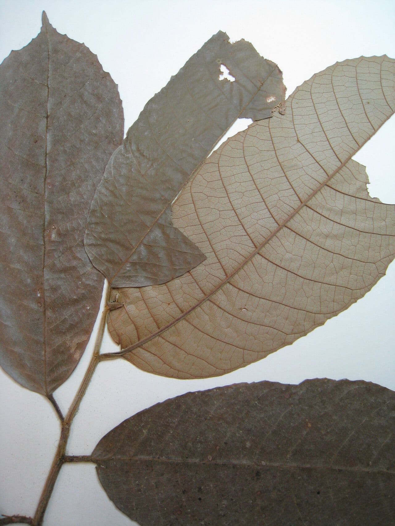 Helicostylis 13