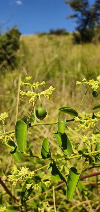 Helinus integrifolius 3