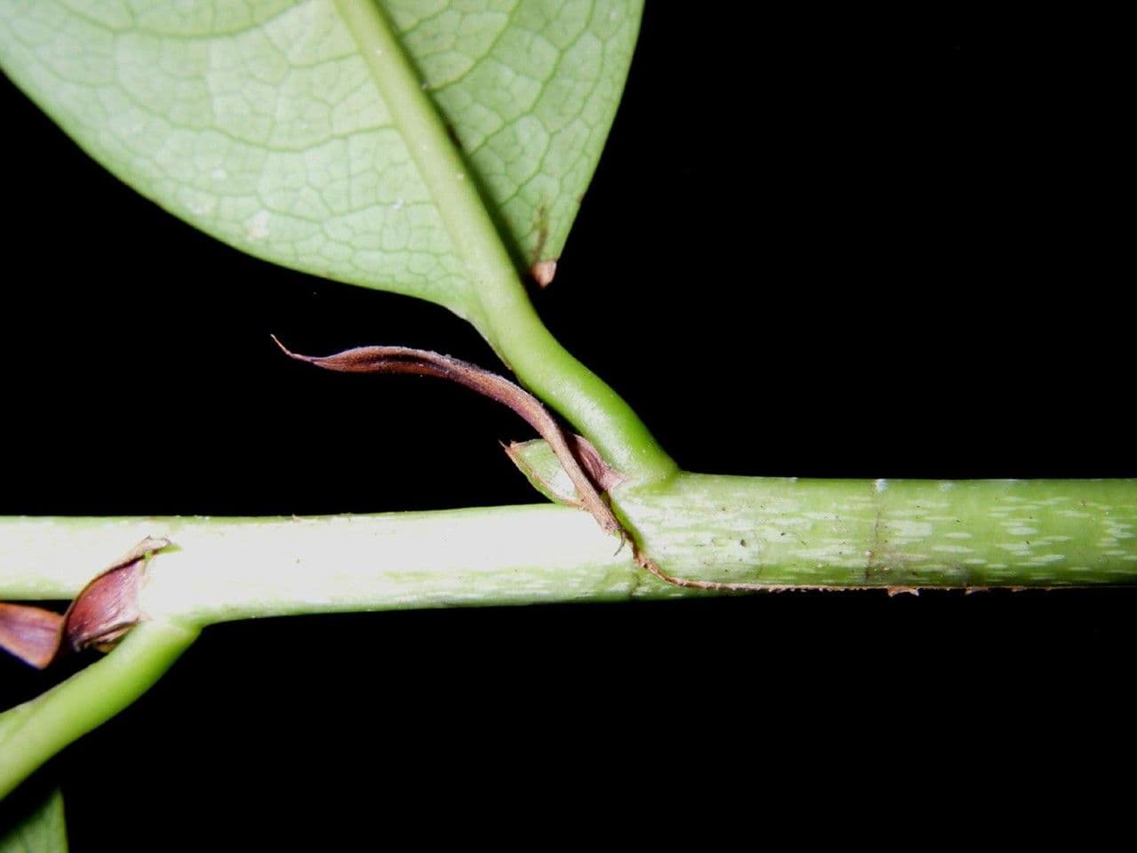 Erythroxylum 19