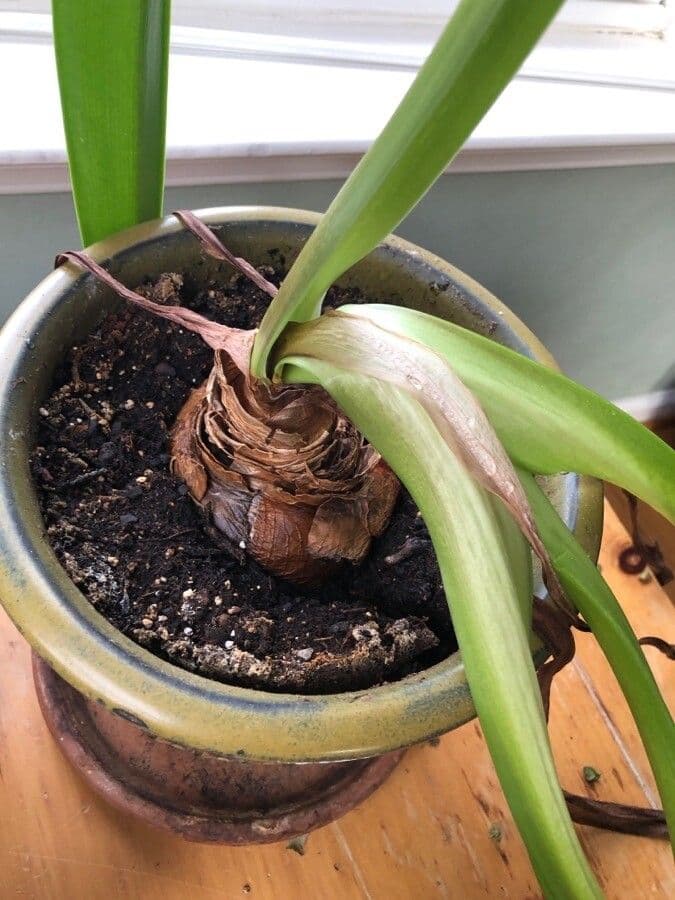 Amaryllis regina 25