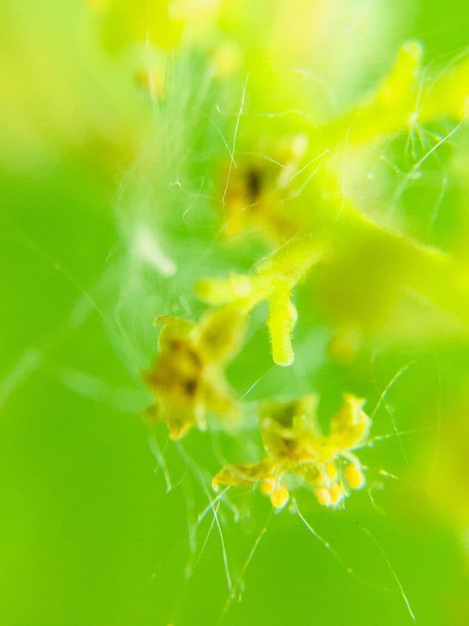 Griselinia 5