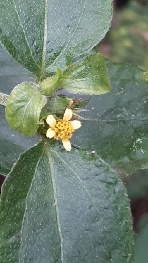 Synedrella nodiflora 6
