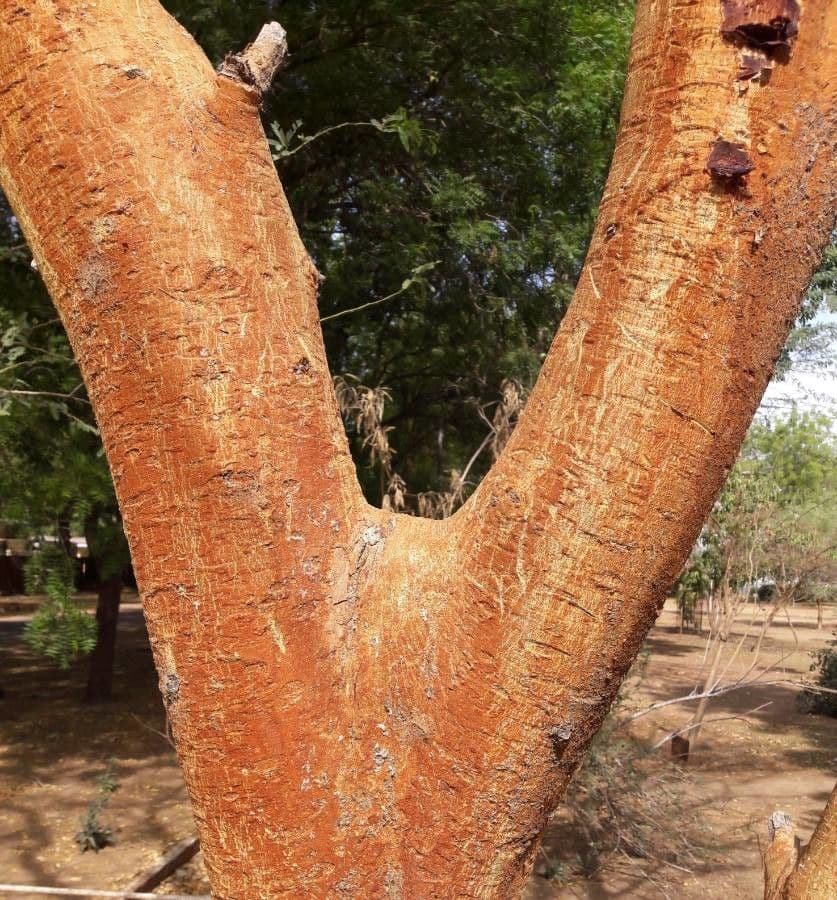 Acacia seyal 3
