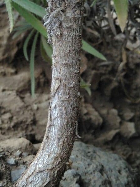 Echium 17
