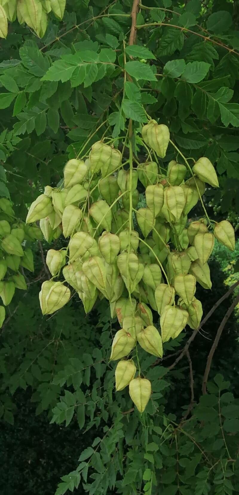 Großblütiges Ballonwein