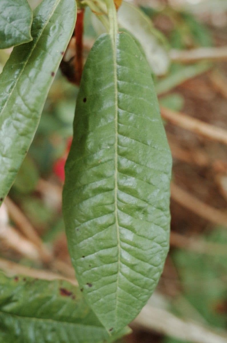 Rododendron stromovit
 20