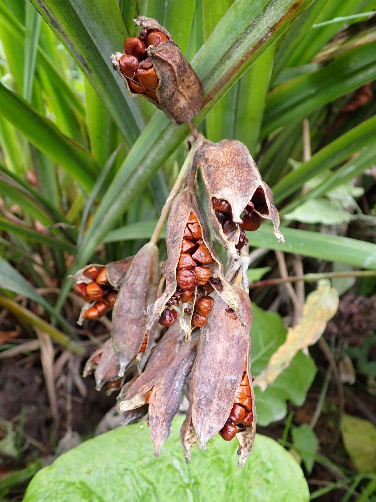 Sumpf-Schwertlilie 27