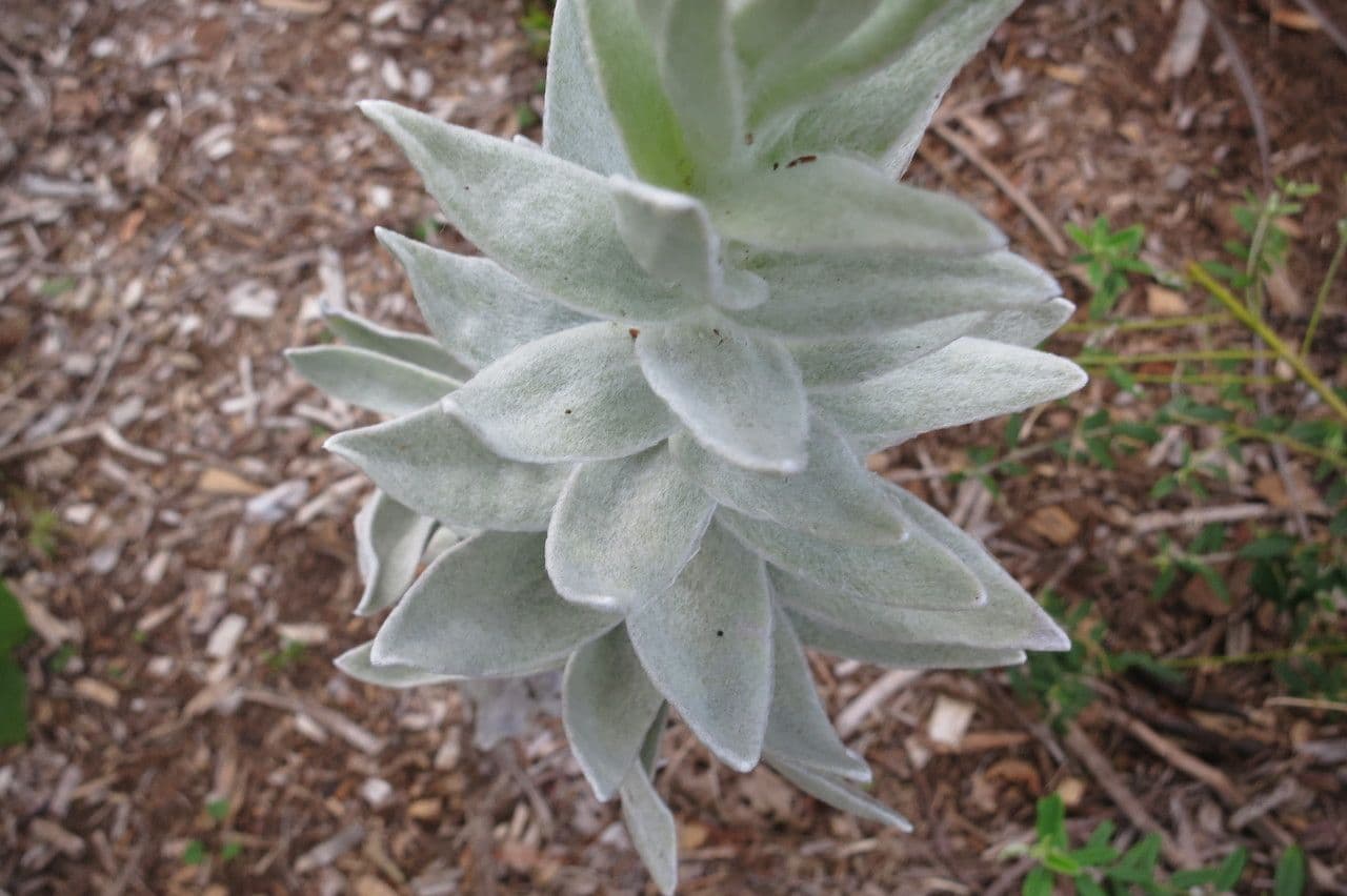 Syncarpha 4