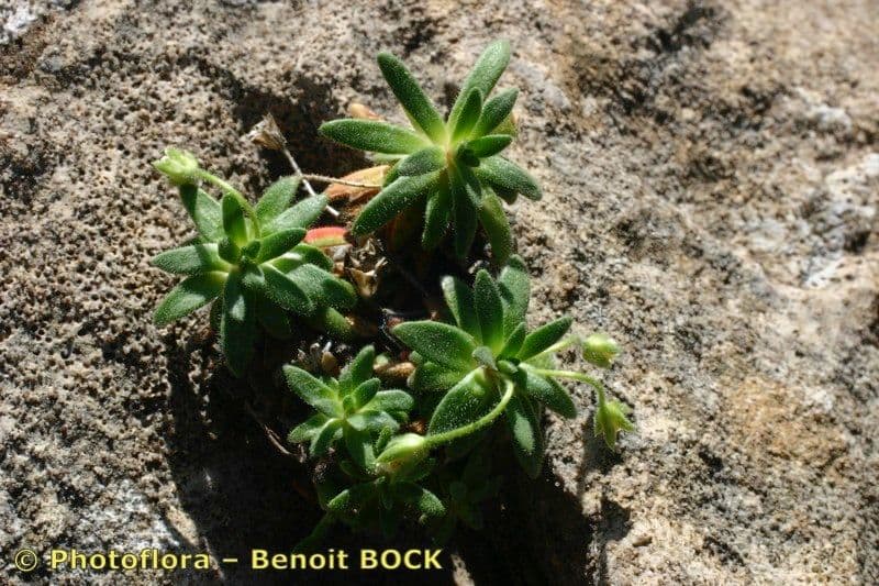 Androsace cilindrica 10