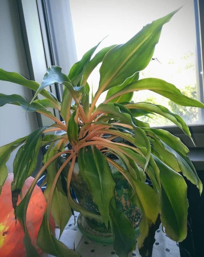 Chlorophytum 10