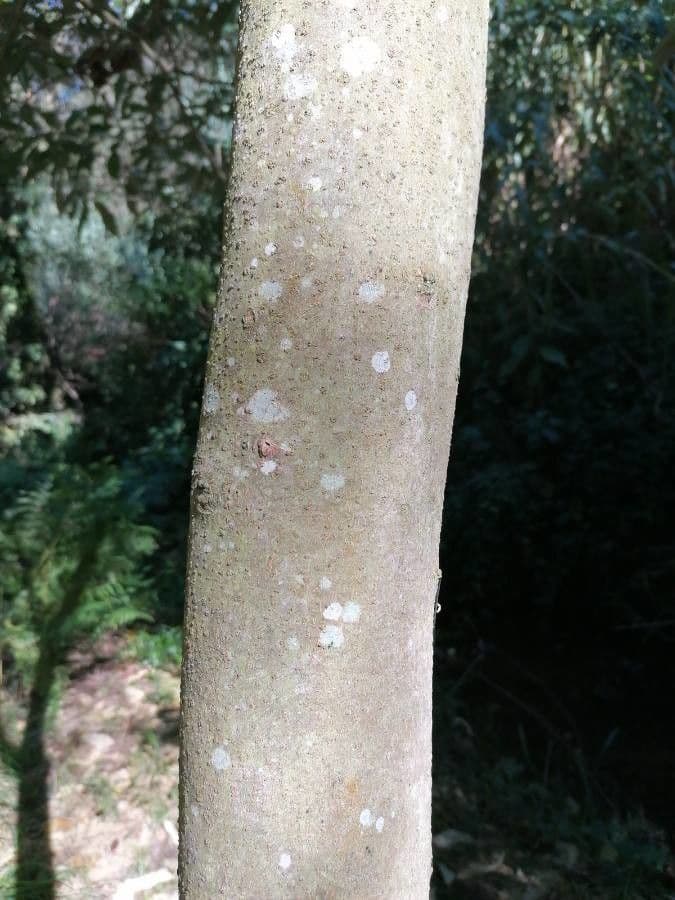 Tabaquillo 22