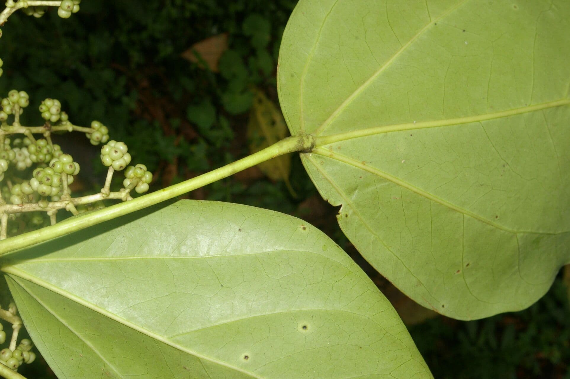 Oreopanax 4