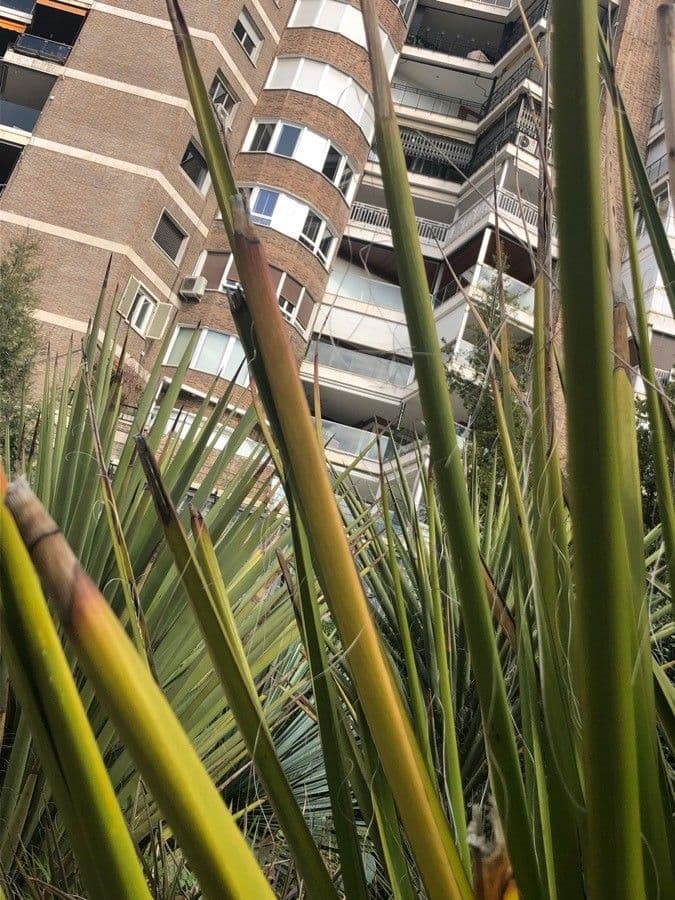 Hesperaloe 2
