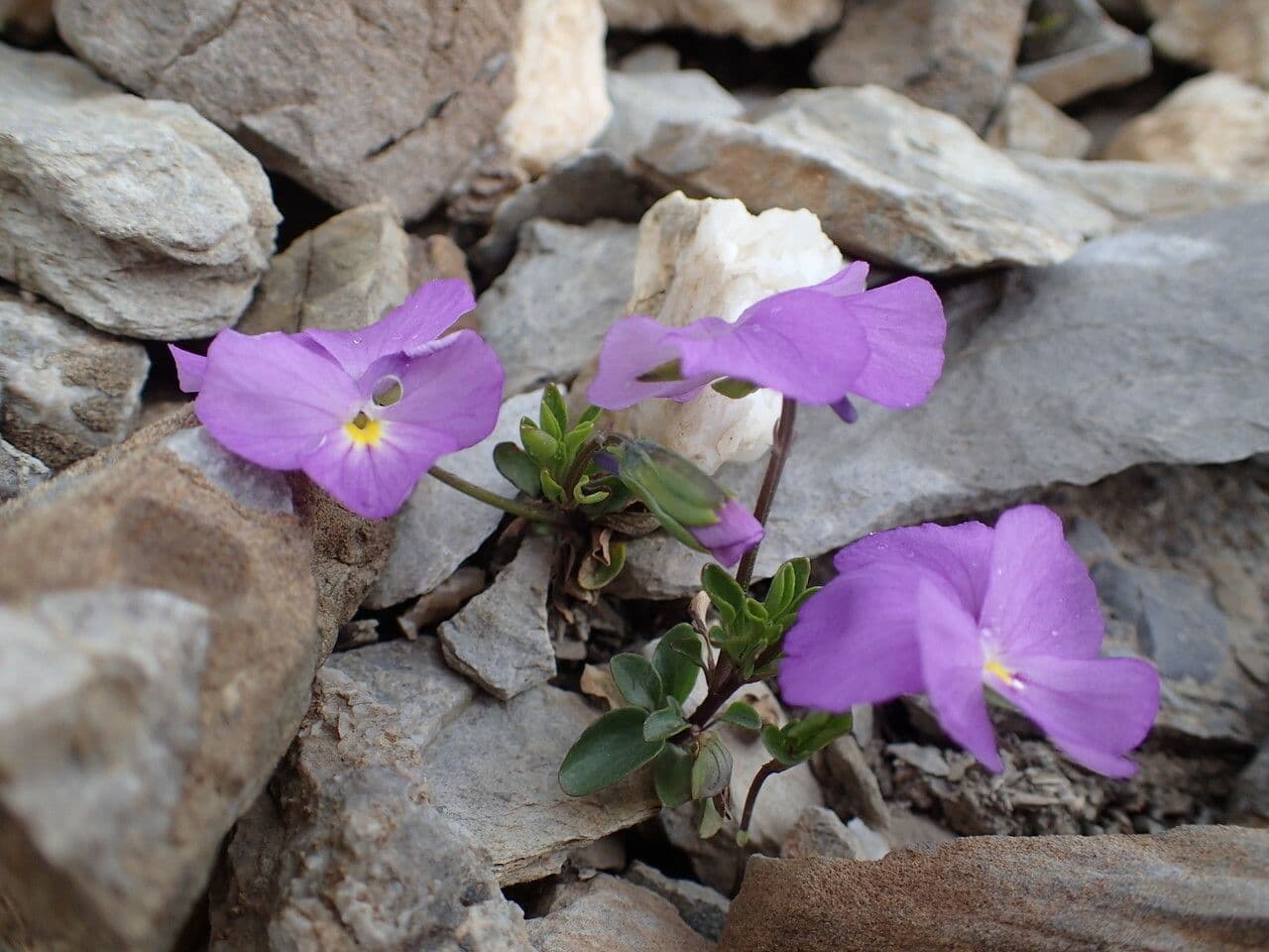 Viola 3