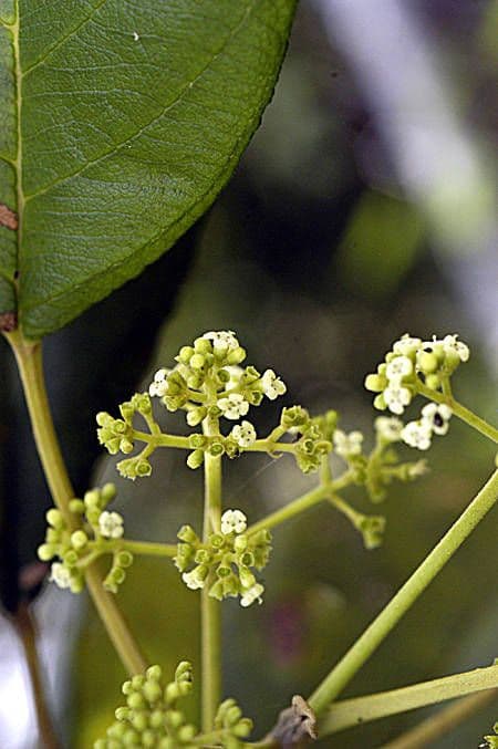 Petitia domingensis 2