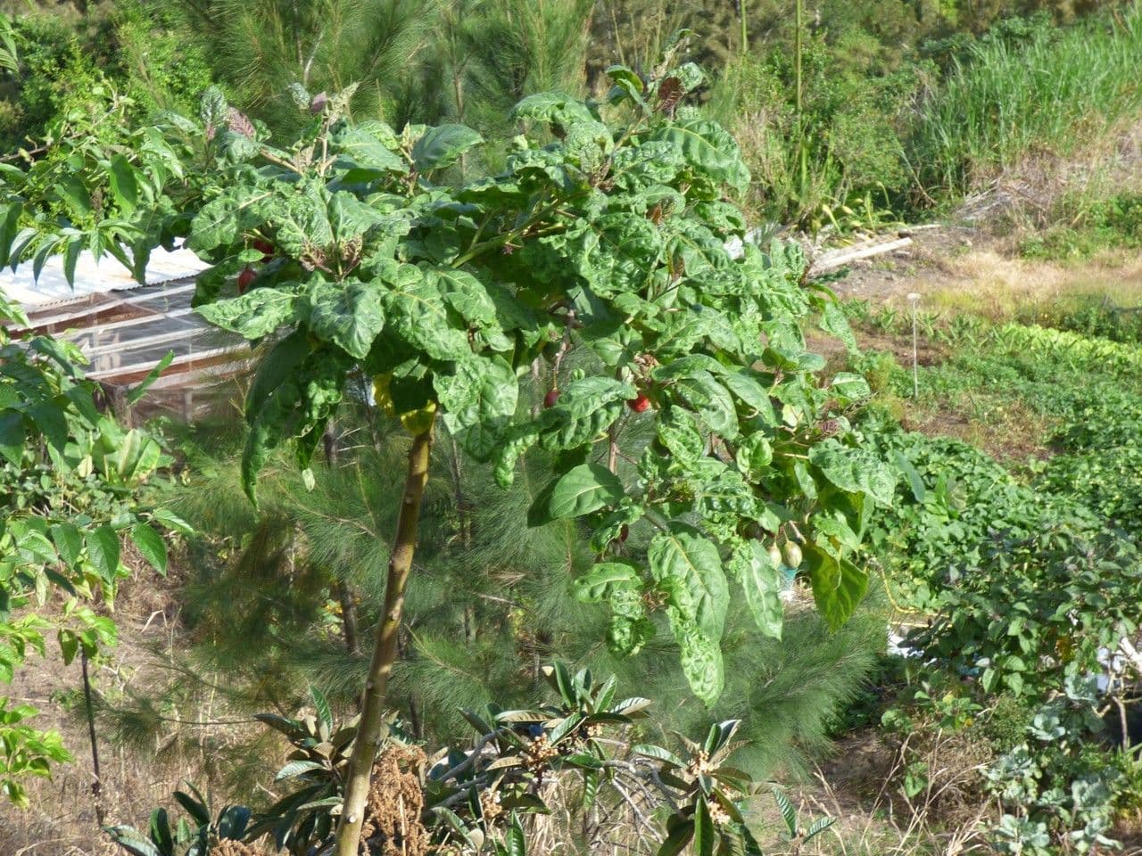 Baumtomate 12