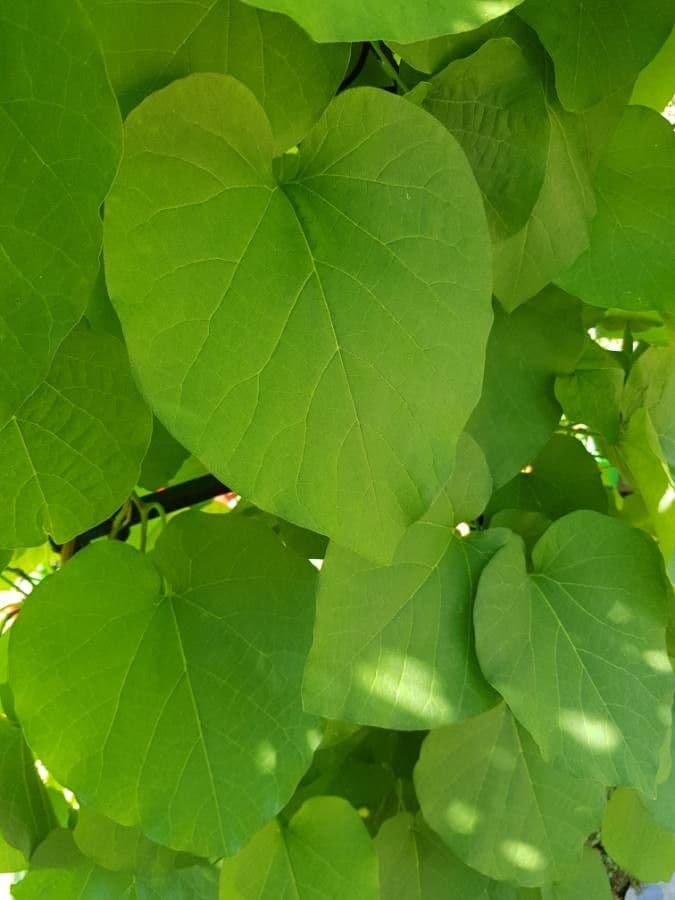 Catalpa comune 19