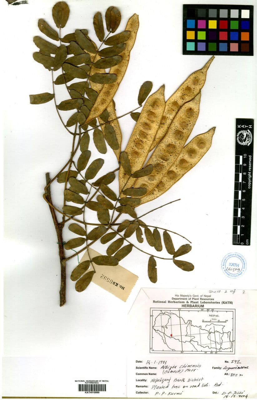 China-Seidenbaum 3