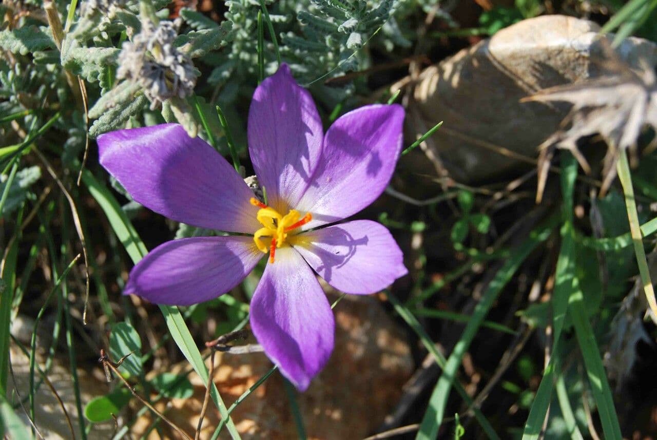 Krokus